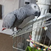 کاسکو