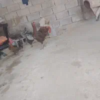 فروش مرغو خروس لاری با جوجه