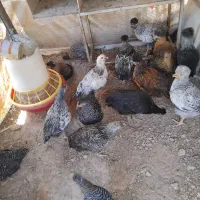 مرغ تخم گذار