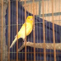 قناری ماده استثنائی پرتقالی مست