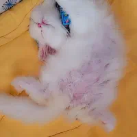 گربه پرشین فلت عروسکی ماده