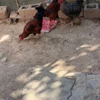 خروس محلی