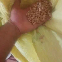 نخود آبگوشتی به مقدار یک تن