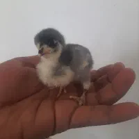 جوجه عربی اصل