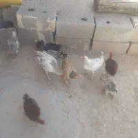 جوجه|حیوانات مزرعه|لردگان, |دیوار