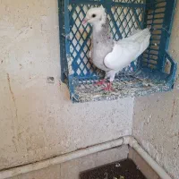 طوقی دمبی سینه فر شیرازی  دوتا سفید زینتی