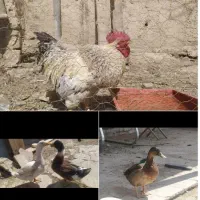 اردک و خروس