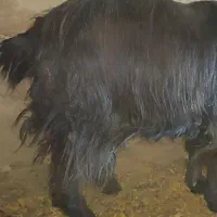بز ماده