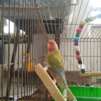 طوطی برزیلی ماده بازیگوش ودستی