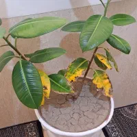رشد گل و گیاه خانگی و گلخانه‌ای