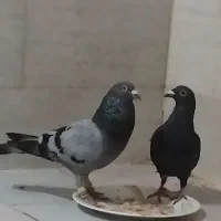 کفتر