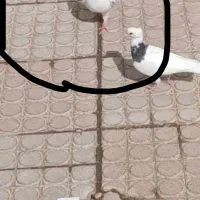 تهرانی نر سه تا حلقه پاش داره
