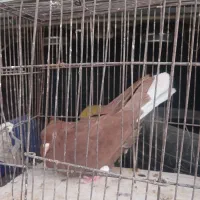.کبوترسرخ دم سفید