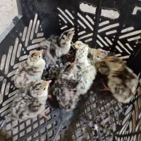 جوجه بوقلمون و جوجه محلی