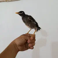 مرغ مینا