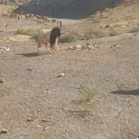 نربز