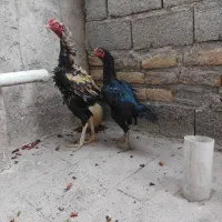 مرغ خروس لاری اوشامو
