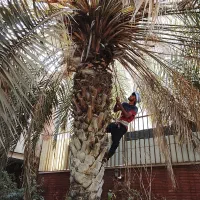 بریدن درخت و نخل و هرس نخل و تقویت و سمپاشی نخل