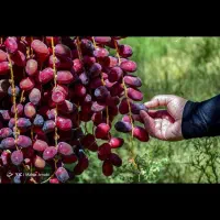 باغبان وخدمات باغبانی بشرط کارخوب وتمیز در خرمشهر