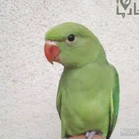 یه بچه ملنگو حوالی میدان امام حسین گم شده مژدگانی
