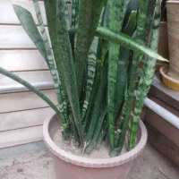 گل آپارتمانی