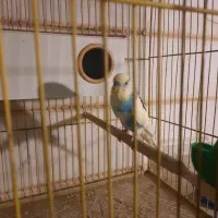 فروش مرغ عشق