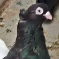 ماده صرب