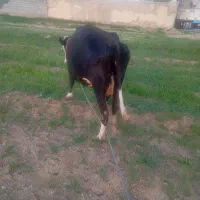 گاو شیری سیمنتال شکم دوم