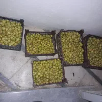 انجیر زرد