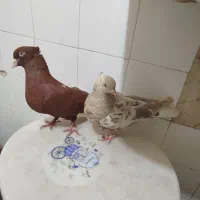 فروش تعدادی کبوتر بهبهانی درجه یک