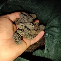 میوه مخروط توسکا برای آکواریوم