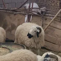 قوچ بره میش