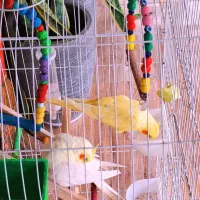 یک جفت عروس هلندی با قفس با کلاس