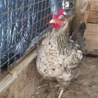 مرغ و خروس