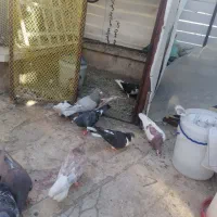 کبوتر رنگه