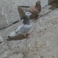 کفتر طوقی