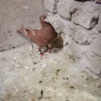 ابلغ