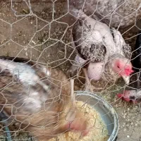مرغ وخروس