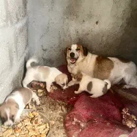 واگذاری سگ نژاد اشپیتز همراه مادر