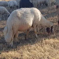 قوچ سنجابی