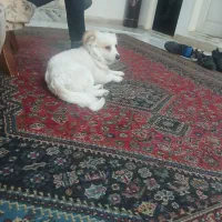 سگ اشپیتز تریر اروم و بی صدا