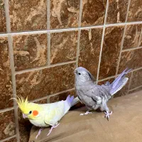 عروس هلندی ماده