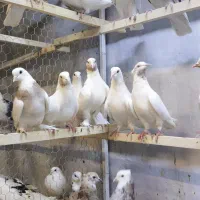 کبوتر پرشی کبوتر پرشی