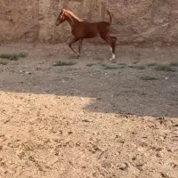 دو راس کره اسب کورد خالص