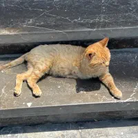 گربه خیابانی(دست ندارد)
