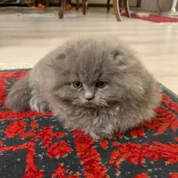 گربه اسکاتیش