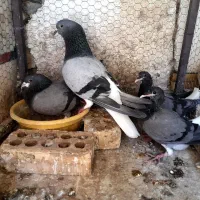 نروماده خرقه