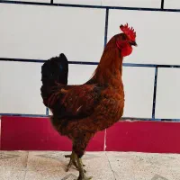 مرغ و خروس