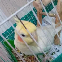 عروس هلندی