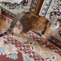 واگذاری بچه گربه